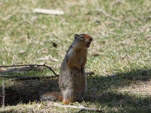 Columbian ground squirrel barking