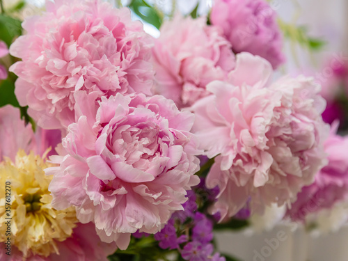 Blossoming delicate pink peony blooming flowers of peonies background  pastel and soft bouquet floral card  selective focus