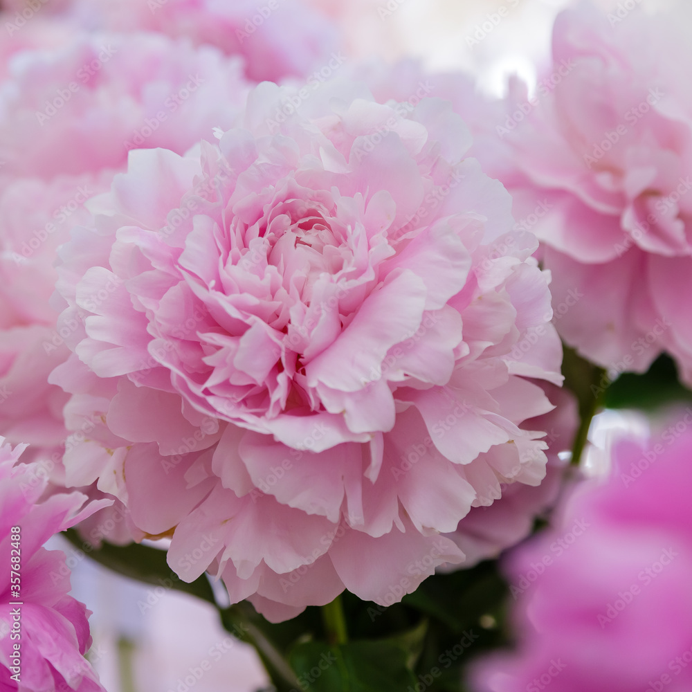 Peony close up. Pink background made of peony flowers. Pastel soft colors. Floral background.