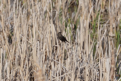 Bird in wetlands