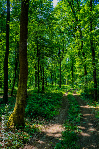 Hiking Trail Through Sunlit Deciduous Forest In Austria