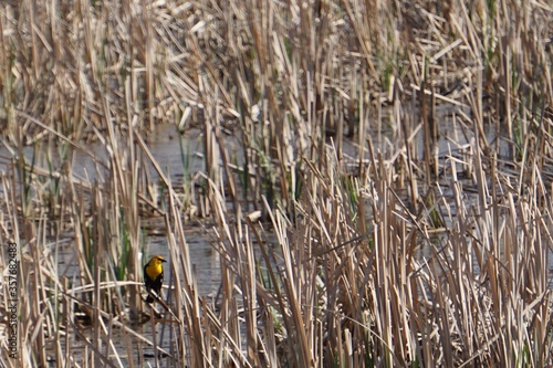 Yellow-headed blackbird in wetlands