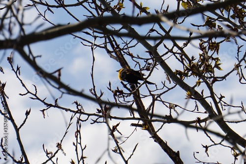 Yellow-headed blackbird in Tree