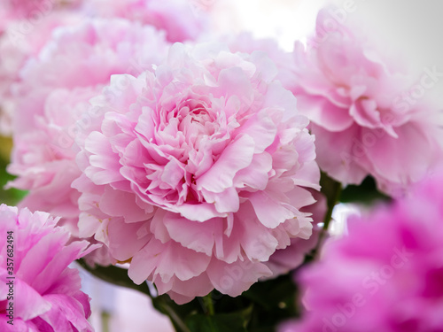 Blossoming delicate pink peony blooming flowers festive background  pastel and soft bouquet floral card  selective focus  toned