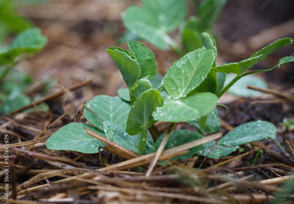 Young pea sprouts in morning dew on an organic farm. Young pea sprouts in morning dew on an organic farm.