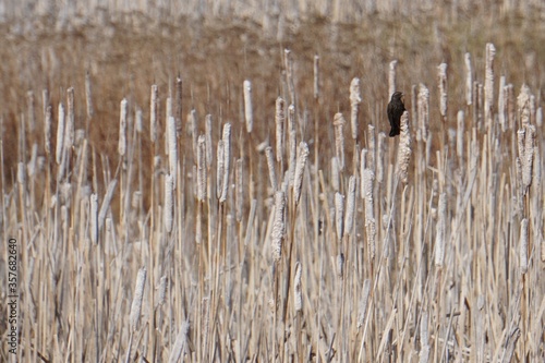 Bird on reeds