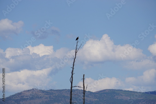 Osprey perched on tree