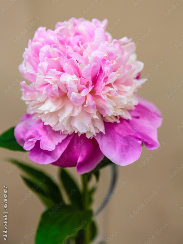 Beautiful peony in a vase at the peony exhibition
