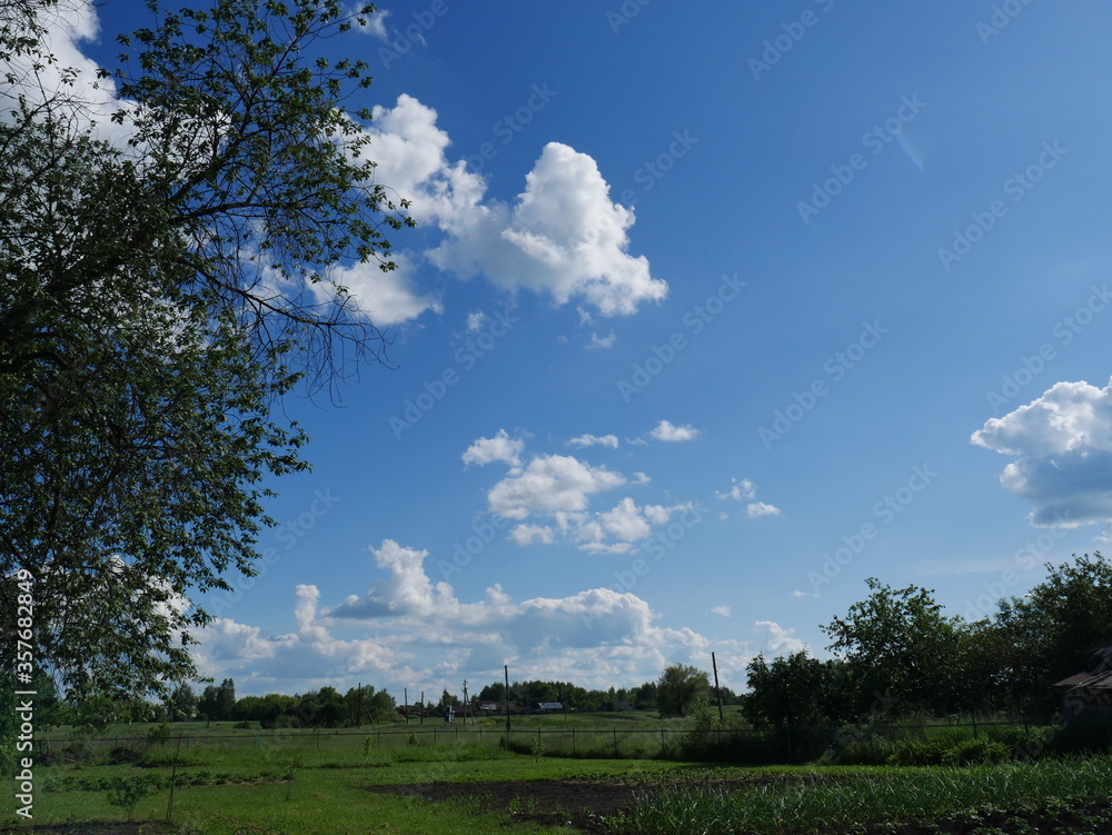 trees in the field with blue sky and clouds trees in the field with blue sky and clouds