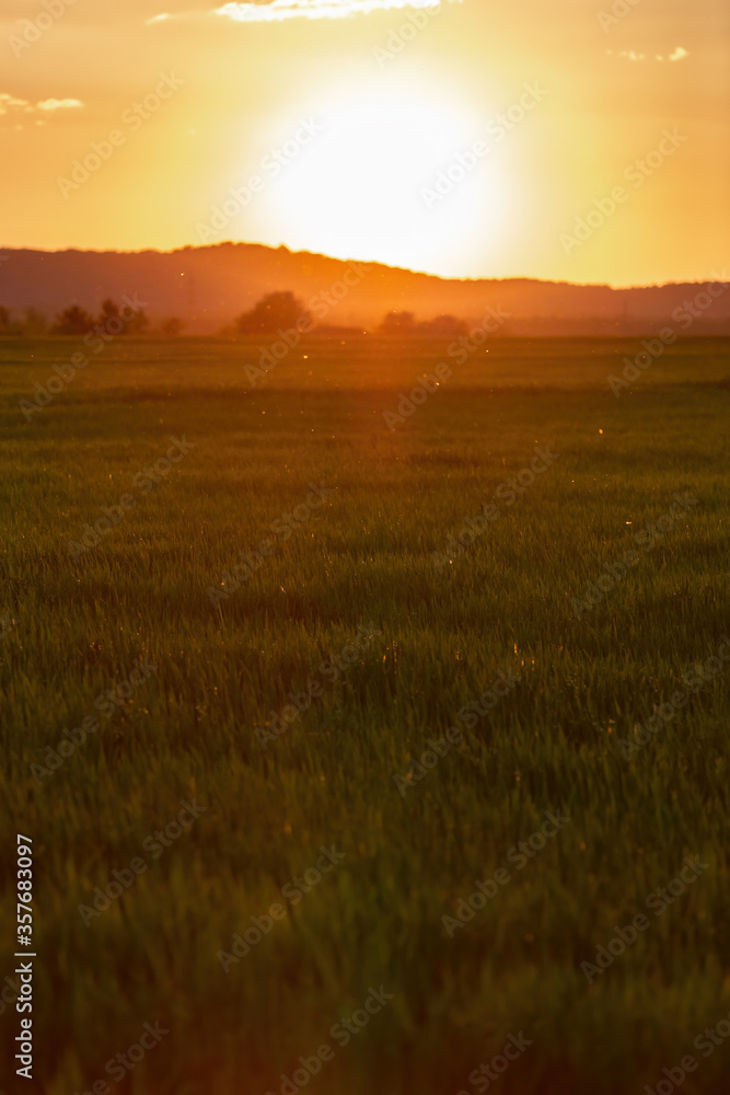 Sunset over the cereal field