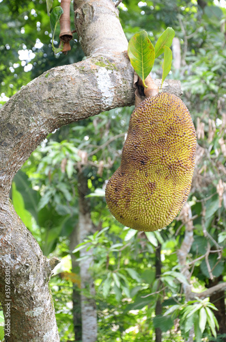 Jackfruit on tree, purworejo, Central Java, Indonesia, Asia photo