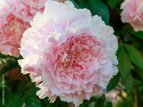 Beautiful gentle pink peony close up. Pink peony sort Chiffon Parfait