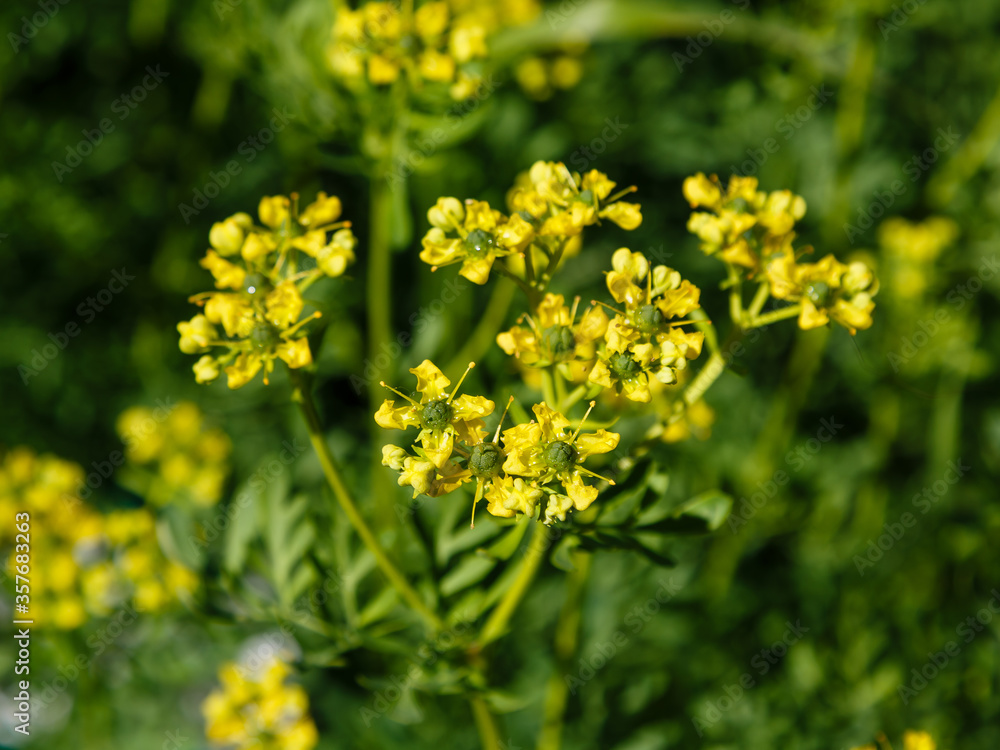 Yellow flowers of Ruta graveolens (common rue or herb of grace) in summer garden. The cultivation of medicinal plants in the garden Yellow flowers of Ruta graveolens (common rue or herb of grace) in summer garden. The cultivation of medicinal plants in the garden