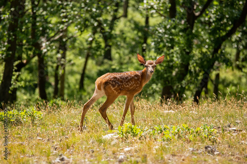 Young fawn on the forest in springtime © Arpad