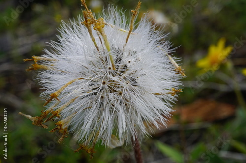 Macro photo of dandelion-like seed heads