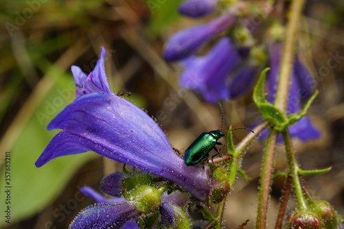 Macro photo of green metallic beetle on flower