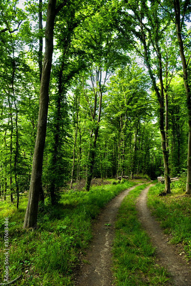 Naklejka premium Hiking Trail Through Sunlit Deciduous Forest In Austria