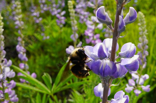 bee on a flower