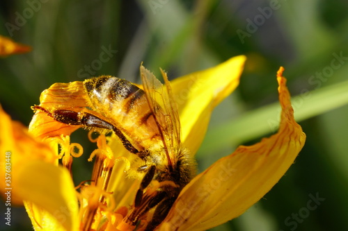bee on flower