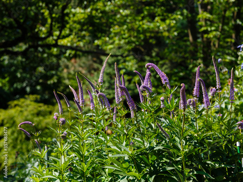 Blossom Veronicastrum virginicum in summer garden. Purple flowers of Veronicastrum virginicum. photo