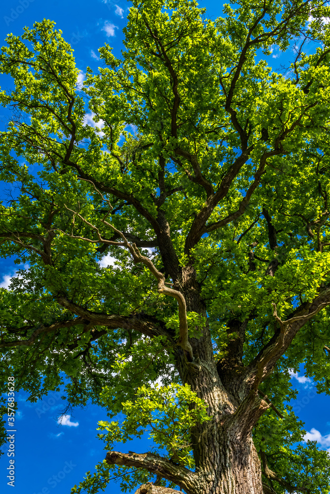 Obraz premium Old Oak Tree With Green Leaves And Blue Sky