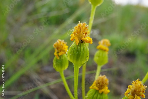 Macro photo of yellow flower buds