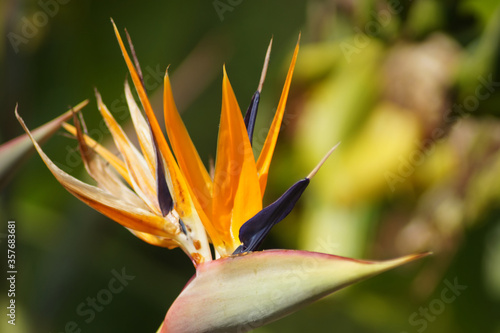 Strelitzia Reginae - Papageienblume - Close up photo