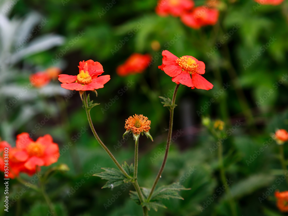 Geum coccineum in summertime. Red flowers of Geum coccineum in green background. Red flowers in garden Geum coccineum in summertime. Red flowers of Geum coccineum in green background. Red flowers in garden