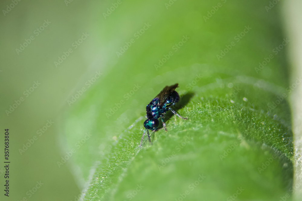 Macro of a Steel-Blue Cricket Hunter (Chlorian Aerarium) Macro of a Steel-Blue Cricket Hunter (Chlorian Aerarium)