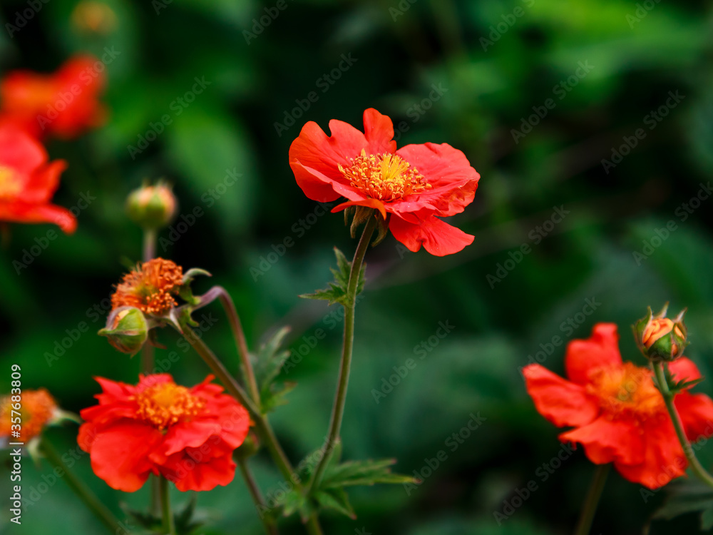 Geum coccineum in summertime. Red flowers of Geum coccineum in green background. Red flowers in garden