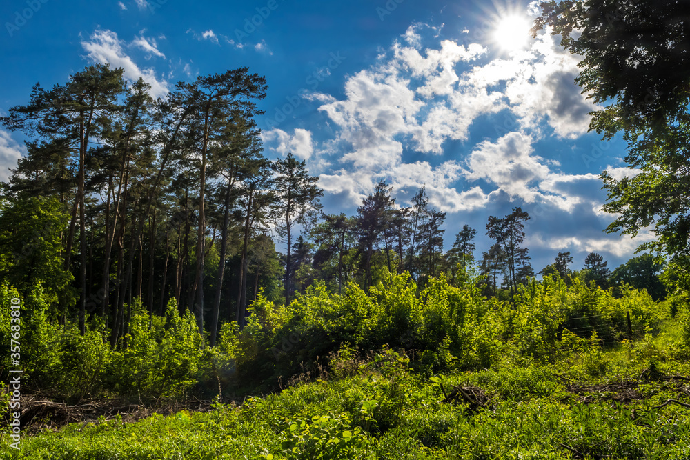 Bright Sun Over Landscape With Deciduous Forest And Conifers In Austria