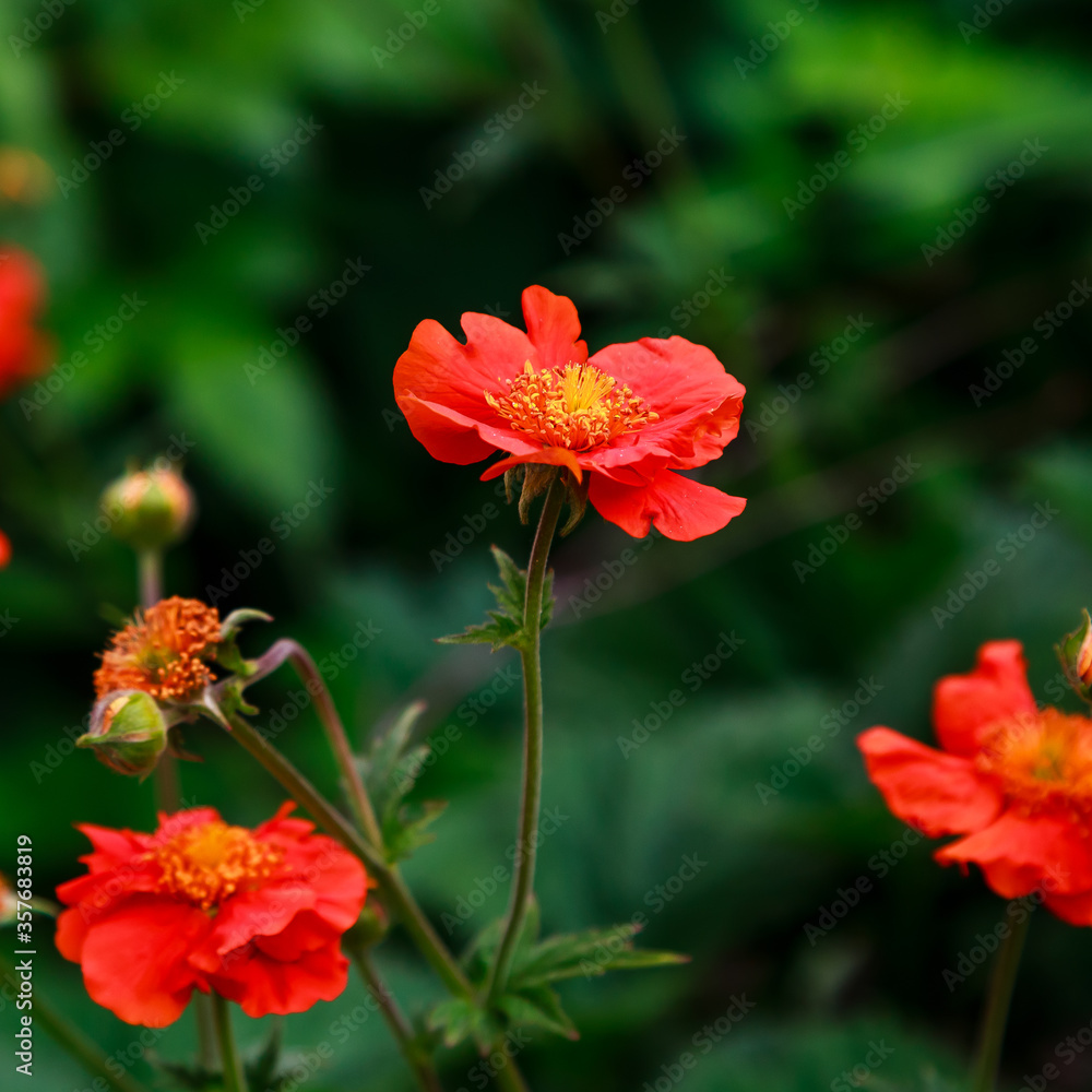 Geum coccineum in summertime. Red flowers of Geum coccineum in green background. Red flowers in garden Geum coccineum in summertime. Red flowers of Geum coccineum in green background. Red flowers in garden