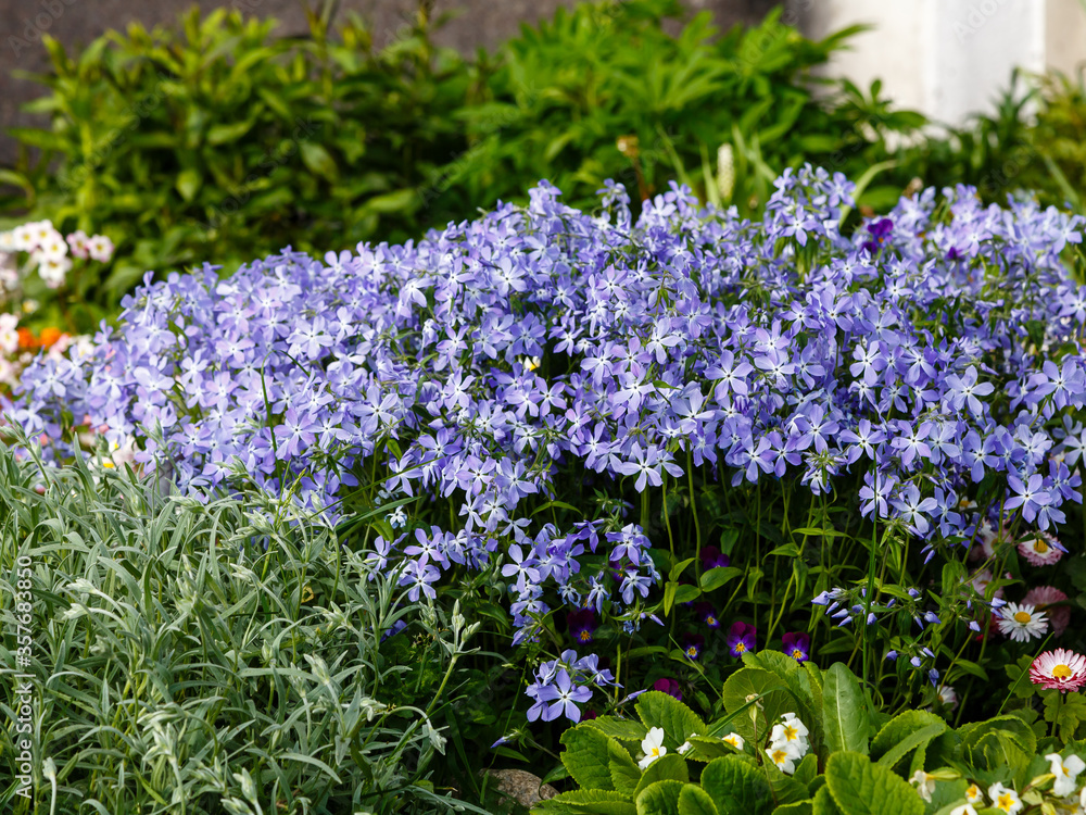 Fototapeta premium Blue flowers of Phlox divaricata in springtime. Phlox divaricata is beautiful flowering plant in the garden