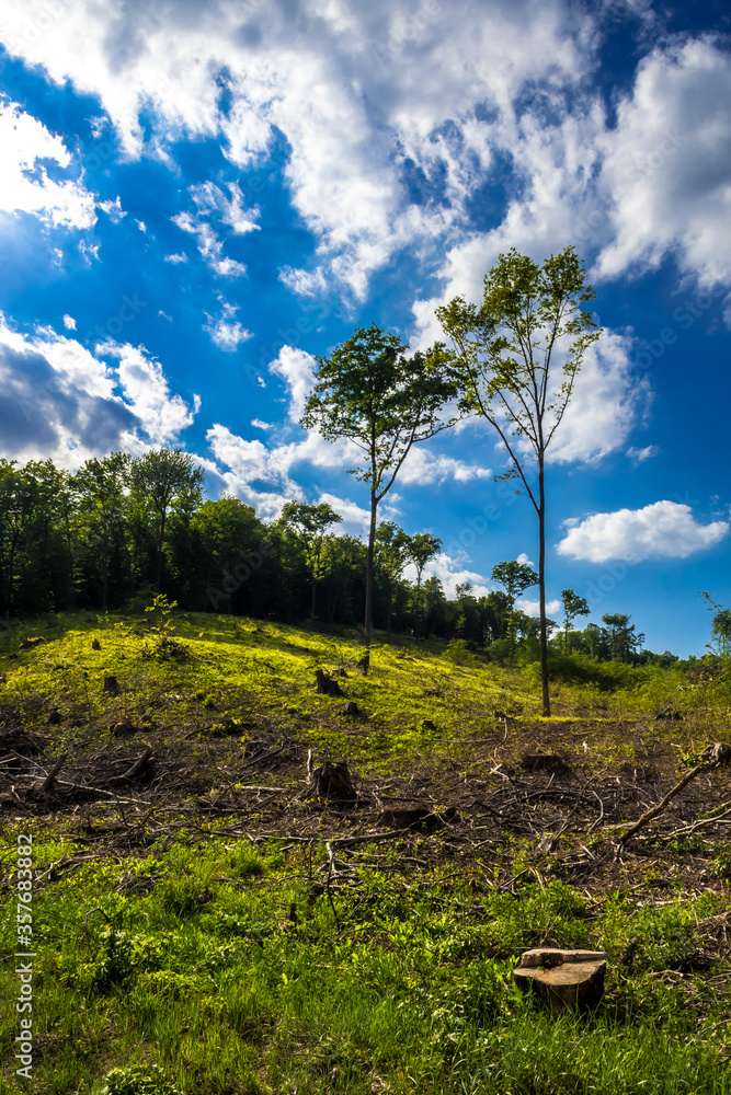 Area Of Deforestation In Deciduous Forest In Austria Area Of Deforestation In Deciduous Forest In Austria