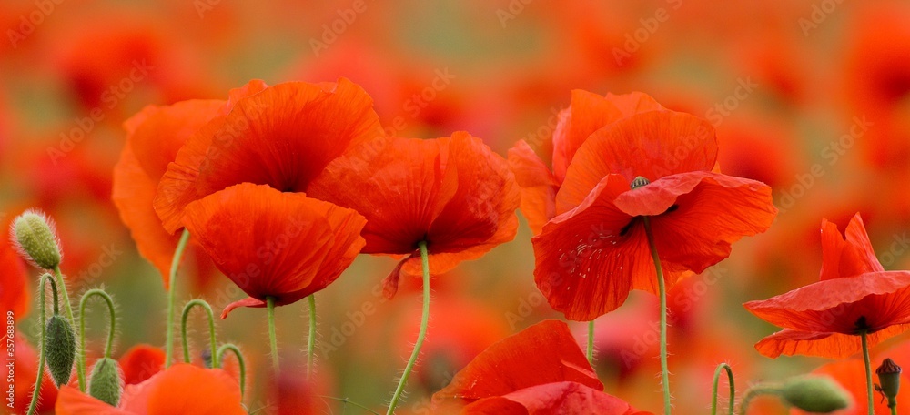 Obraz premium Poppies in a poppy field, close-up
