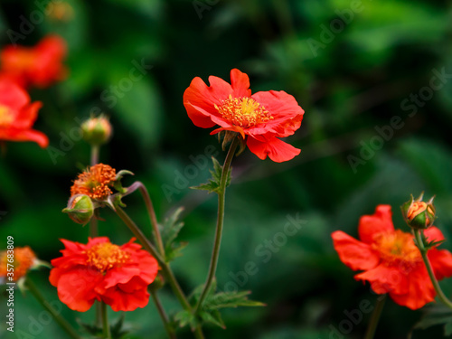 Geum coccineum in summertime. Red flowers of Geum coccineum in green background. Red flowers in garden © Flower_Garden