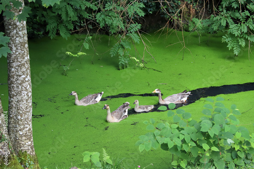 Petite famille d'oies bernache et leur petit qui nagent sur la rivière © natgi