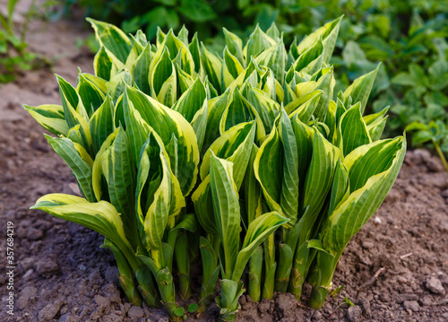 Hosta s young leaves and shoots. Hosta in the spring garden. Ornamental plants in the garden