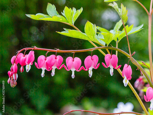 Bleeding heart flowers (Dicentra spectabils) in springtime. Dicentra formosa blooming in the garden, Nature floral background.