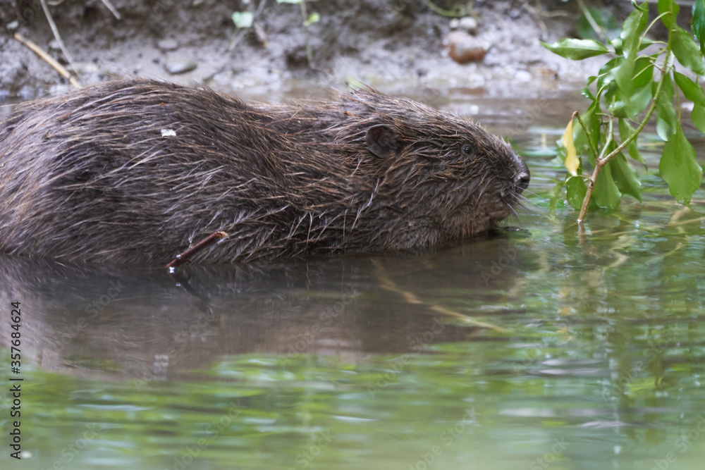 European Beaver Eurasian Castor Fiber Portrait River