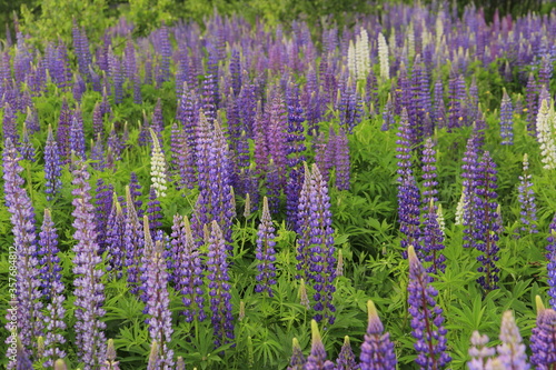 Lupine flowers in fields in June