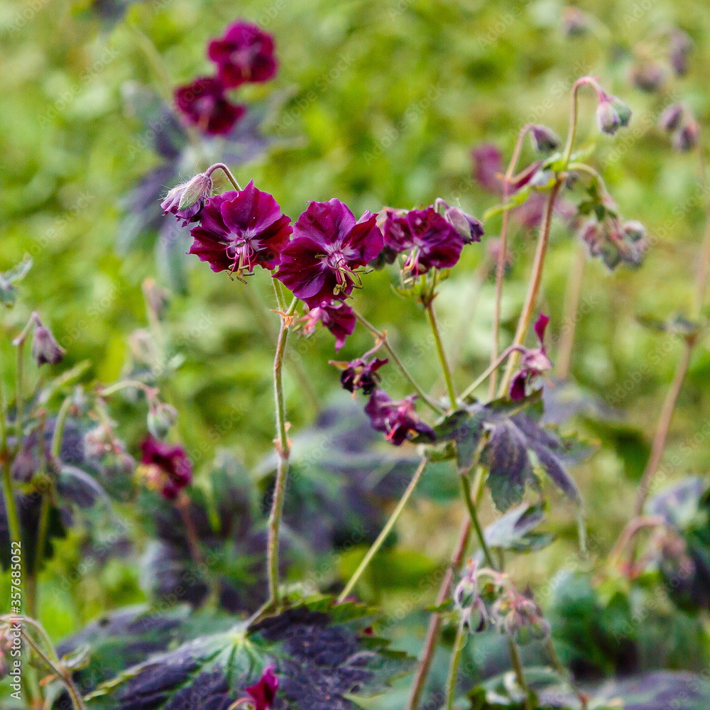Purple and red flowers of Geranium phaeum Samobor in spring garden Purple and red flowers of Geranium phaeum Samobor in spring garden