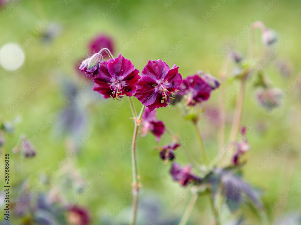 Purple and red flowers of Geranium phaeum Samobor in spring garden