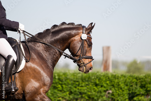 Turnierreiten Pferdesport Dessur reiten sportlich  © Ines Hasenau