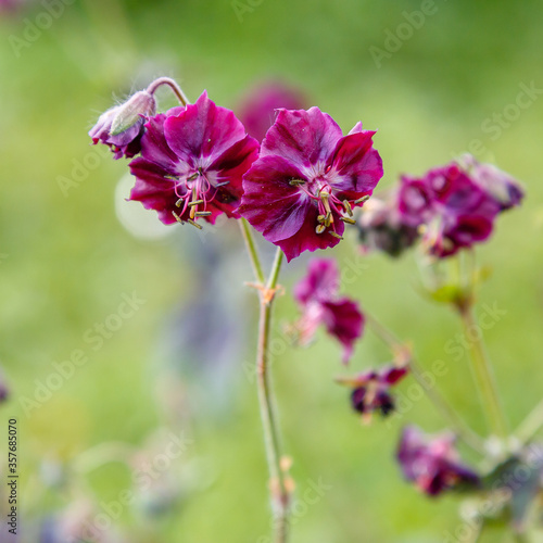 Purple and red flowers of Geranium phaeum Samobor in spring garden