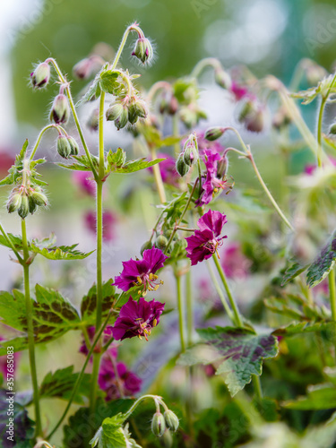 Purple and red flowers of Geranium phaeum Samobor in spring garden photo