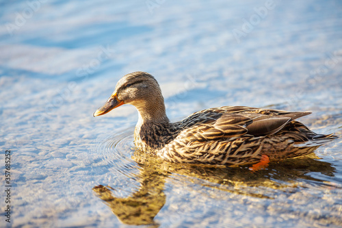 Duck swimming in clear blue water with reflection
