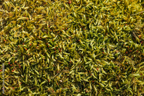 texture of green moss, horizontal photophone moss close - up on the ground