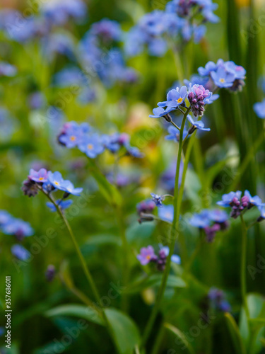 Blue flowers of forget-me-not. Summer or spring background. 