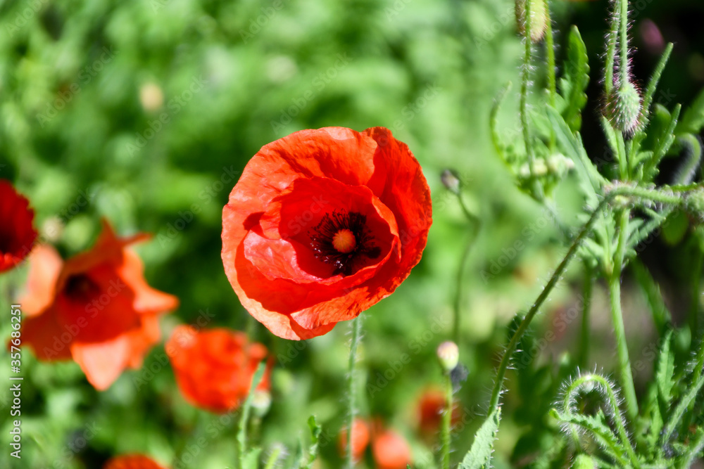 Red Poppy Flower in Green Spring Garden Red Poppy Flower in Green Spring Garden